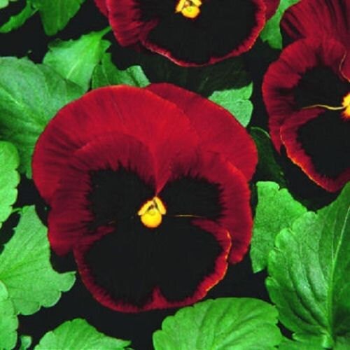 Pansy Seeds Snow Pansy Scarlet Blotch 50 FLOWER SEEDS snowpansy