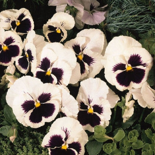 50 Seeds Snow Pansy White Blotch FLOWER SEEDS snowpansy