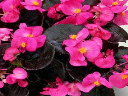 50 Pelleted Begonia Seeds Begonia Chocolates Rose