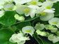 50 Pelleted Begonia Seeds Hot Tip White Seeds