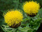 Centaurea Seeds Macrocephala Lemon 50 Seeds