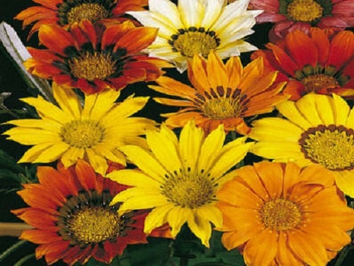 50 Seeds Gazania Mini Star Mix Gazania Seeds