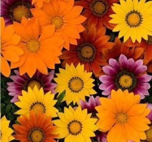 50 Gazania Seeds New Day Bright Mix Seeds Flower Seeds