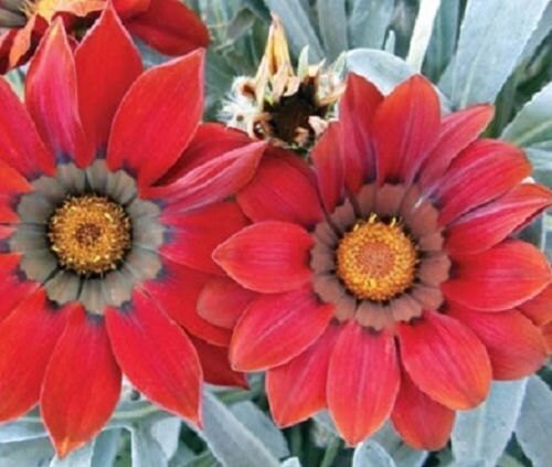 25 Gazania Seeds Frosty Kiss Red Flower Seeds