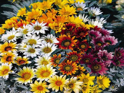 50 Gazania Seeds Talent Mix Seeds Flower Seeds