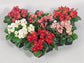 50 Begonia Seeds Pelleted Seeds Super Olympia Mix