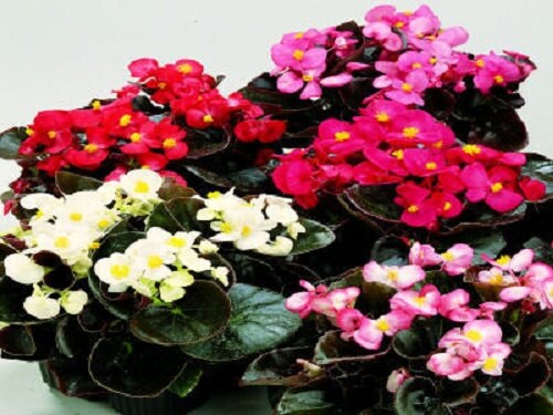 50 Pelleted Seeds Begonia Chocolates Sampler Mix