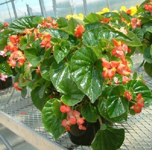 Begonia Seeds Higro Red 50 Pelleted Seeds flower seeds