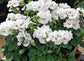 Geranium Film Coated MultiBloom White Multi Bloom 15 Geranium Seeds