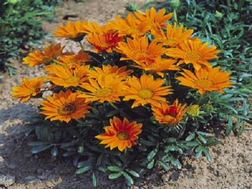 50 Seeds Gazania Mini Star Tangerine Gazania Seeds
