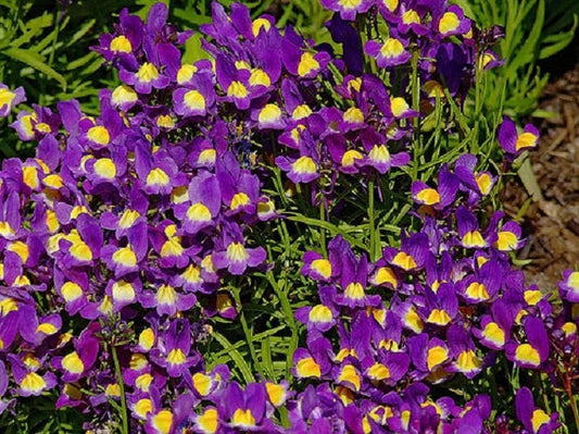 50 Pelleted Linaria Fantasy Blue Seeds Toad Flax