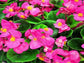 50 Pelleted Begonia Seeds Hot Tip Light Pink Seeds