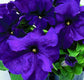 50 Pelleted Seeds Logro Purple Petunia Seeds