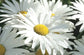 250 Chrysanthemum Seeds Max Alaska Daisy 3 Blooms Flower Seeds