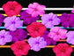 50 Impatiens seeds impatiens sun and shade hot mix neon lights