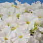 50 Petunia Seeds Pelleted Aladdin White Petunia Seeds
