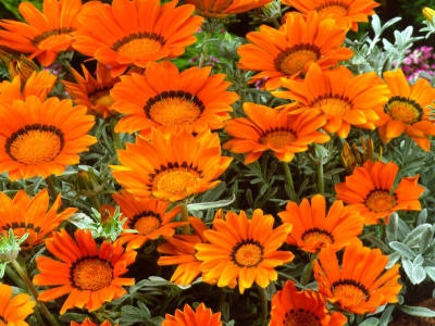 Gazania Seeds Bronze Seeds Flower Seeds 50 Seeds