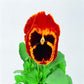 Pansy Seeds Swiss Giant Red & Gold 50 Seeds