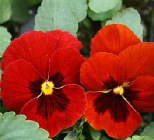 100 Viola Seeds Swiss Giant Alpenglow Seeds Pansy Seeds