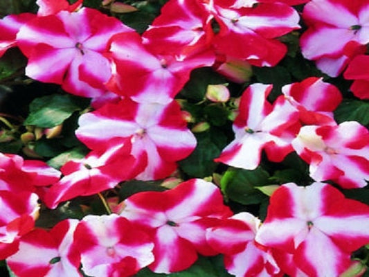 50 Impatiens seeds impatiens sun and shade Red Star
