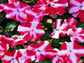 50 Impatiens seeds impatiens sun and shade Red Star