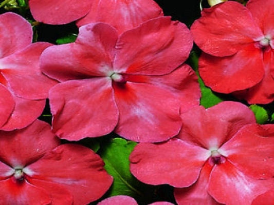 50 Impatiens seeds impatiens sun and shade papaya