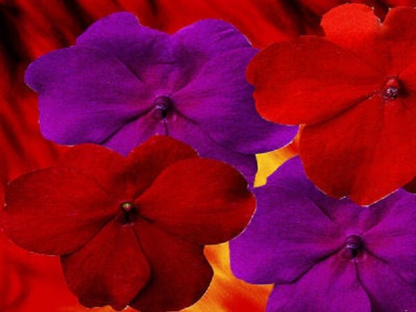 50 Impatiens seeds impatiens sun and shade hot passion