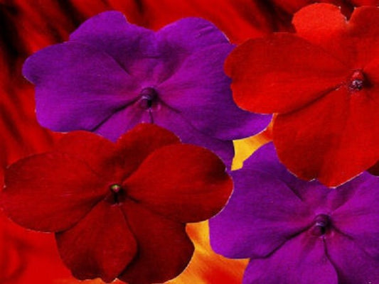 50 Impatiens seeds impatiens sun and shade hot passion
