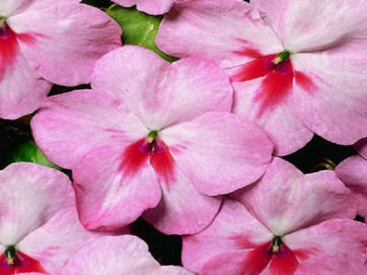 50 Impatiens seeds impatiens sun and shade cherry splash