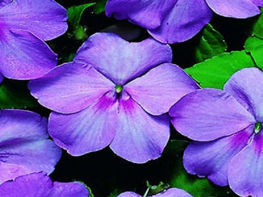 50 Impatiens seeds impatiens sun and shade Blue