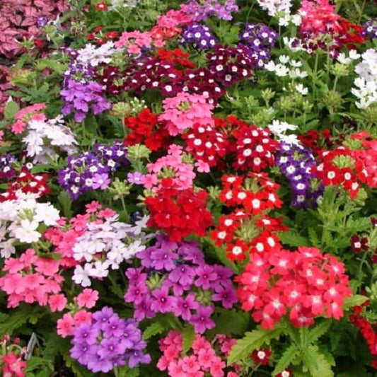 50 Seeds Verbena Obsession Mix Verbena Seeds