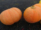 Giant Pumpkin Seeds 25 Monster Pumpkin Seeds Large Pumpkin