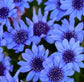 Blue Daisy Seeds Felicia Blue 50 Flower Seeds