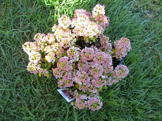 200 Alyssum Seeds Easter Bonnet Peach