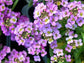 200 Alyssum Seeds Easter Bonnet Lavender