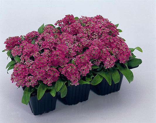 200 Alyssum Seeds Easter Bonnet Deep Pink