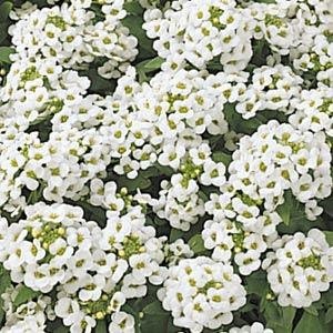 200 Alyssum Seeds Easter Bonnet White