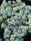 200 Alyssum Seeds Easter Bonnet White