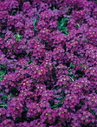 200 Alyssum Seeds Easter Bonnet Violet