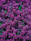 200 Alyssum Seeds Easter Bonnet Violet