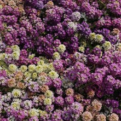 200 Alyssum Seeds Easter Bonnet Pastel Mix