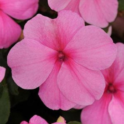 50 Impatiens Seeds Impatiens Impreza Pink