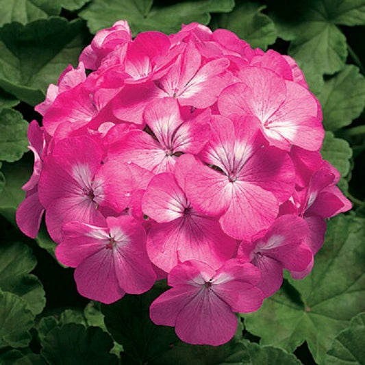 15 Geranium Seeds Pinto Pink