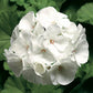 15 Coated Geranium Pinto White Geranium Seeds