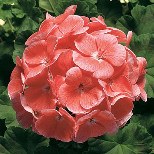15 Geranium Seeds Pinto Premium Salmon