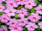 50 Impatiens seeds impatiens sun and shade Sea Shell