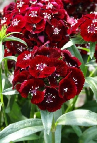 50 Pelleted Seeds Dianthus Seeds Sweet Black Cherry