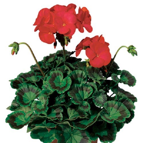15 Seeds Geranium Zonal Ringo 2000 Deep Red Geranium Seeds