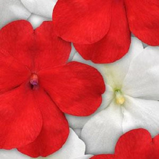 50 Impatiens Seeds Impatiens Impreza Red And White