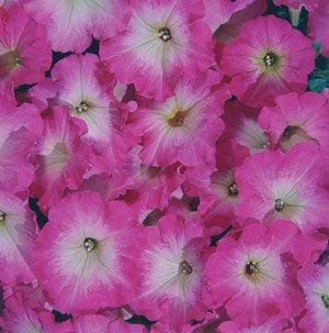 Petunia Express Ice Mix Pro Plugs 40 | YouGarden Petunia Express Ice Mix Pro Plugs 40 | YouGarden